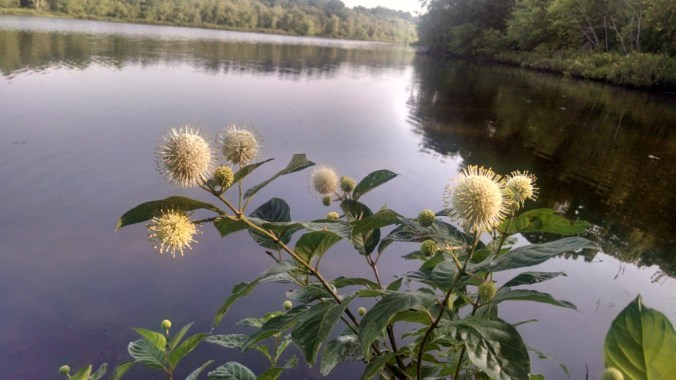 IMG_20140722_081126629_HDR